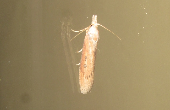 Aphomia zelleri (Pyralidae)? S